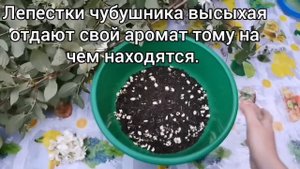 Чубушник и жасмин: различия / Готовим ПРАВИЛЬНЫЙ ЧАЙ из чубушника