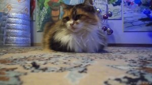 Вискас Любопытным от природы