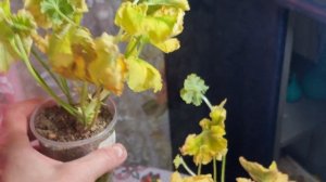 Обзор Долгожданной посылки с Пеларгониями) Посылка шла 2 недели