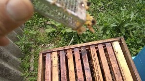 100% пчелы приняли матку.