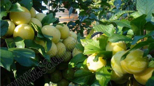 Садоводство Алыча гибридная Сорта.mp4 смотреть онлайн