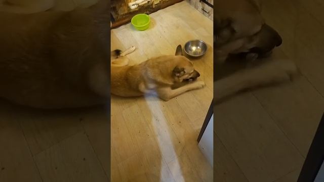 Собака кушает и всю косточку по полу растаскал весь пол в косточке смотреть онлайн