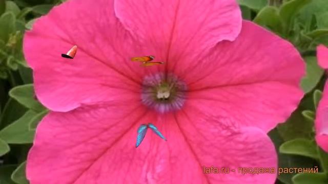 Петуния грандифлора Призм Брайт Роуз ? обзор: как сажать, семена петунии Призм Брайт Роуз смотреть онлайн