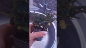 Пересадка розы корданы мини микс в горшок с автополивом в субстракт Лечуза. Часть 1