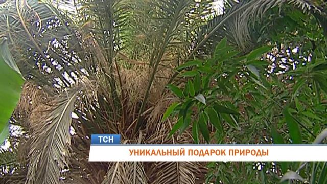 В Перми впервые за 126 лет дала плоды финиковая пальма смотреть онлайн