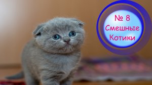 Котики Смешные?№8