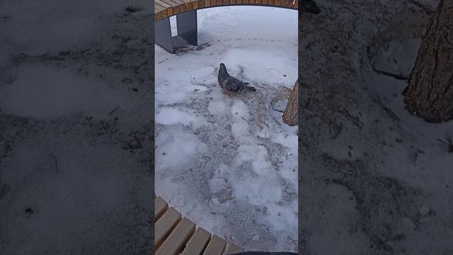 Лети голубь лети