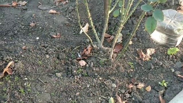 Розы. Ответы на вопросы подписчиков#2 смотреть онлайн