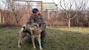 Разведение зверовых лаек (вязки моих собак).