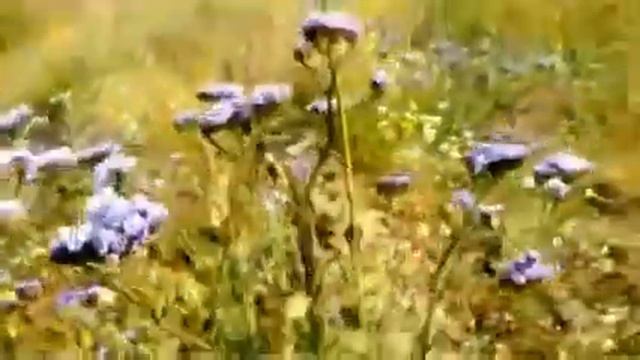 Variedades Statice Limonium смотреть онлайн