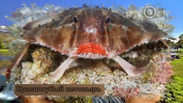 САМЫЕ СТРАШНЫЕ ЖИВОТНЫЕ | ТОП-5 смотреть онлайн