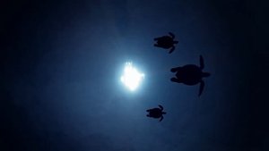 Даосизм: основные идеи