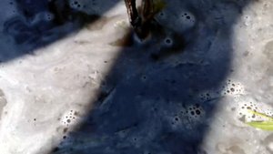 Что делать , если молодой виноград не развивается?