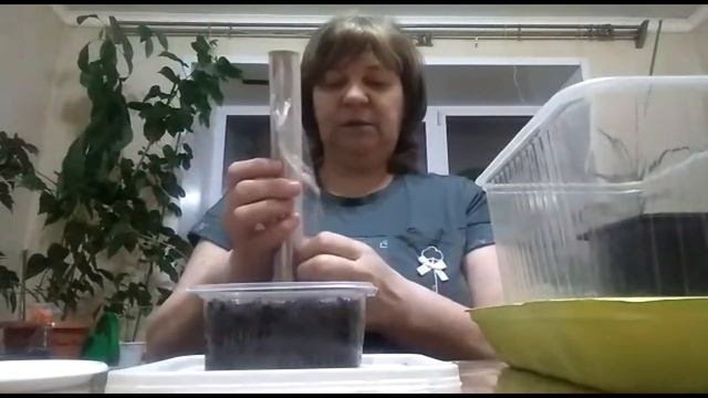 сажаю эвкалипт лимонный/как посадить эвкалипт в домашних условиях