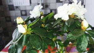 Азалия спустя месяц после покупки. Мой уход.