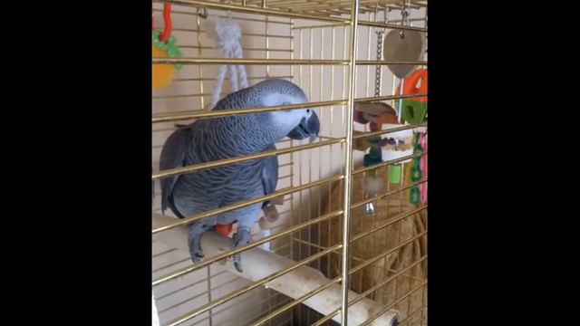 Попугай Гена поёт песню " Вместе весело шагать по просторам " смотреть онлайн