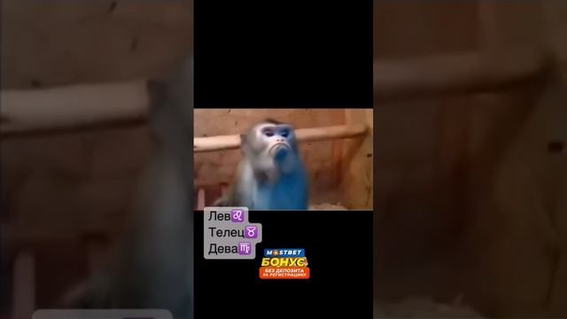 ?СОВПАЛО С ТВОИМ ЗНАКОМ??#89265566283 #ольгасамсонова #юмор #элитамарьяны #работадома
