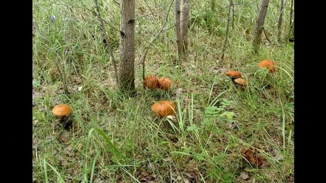 Юрий Визбор По краю воронок березок столбы смотреть онлайн