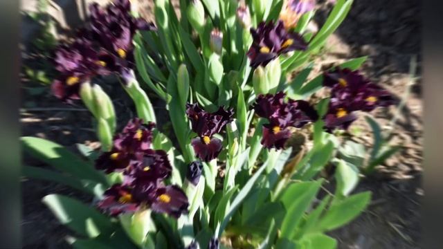 Цветение карликовых ирисов 2020. ч.1 смотреть онлайн