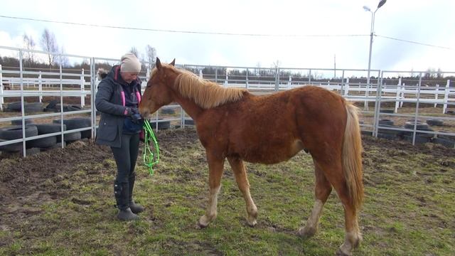 Надеваем недоуздок с удовольствием. Маленький конь Клёвый. смотреть онлайн