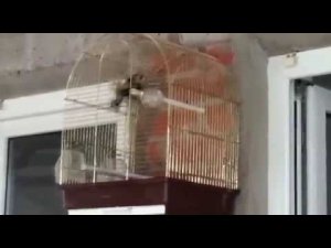 Видео от единомышленников(певчие птицы дома)