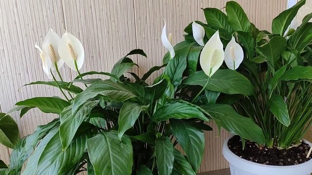 Спатифиллум в Открытом Грунте