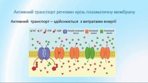 Біологія 9 клас. Поверхневий апарат клітини. Еукаріоти. Цитоз. Надмембранний, Підмембранний комплек