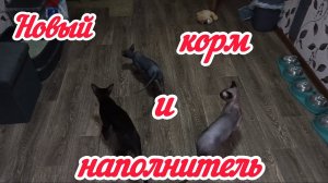 Новый корм для котят и наполнитель. Сфинксы и Ориентал