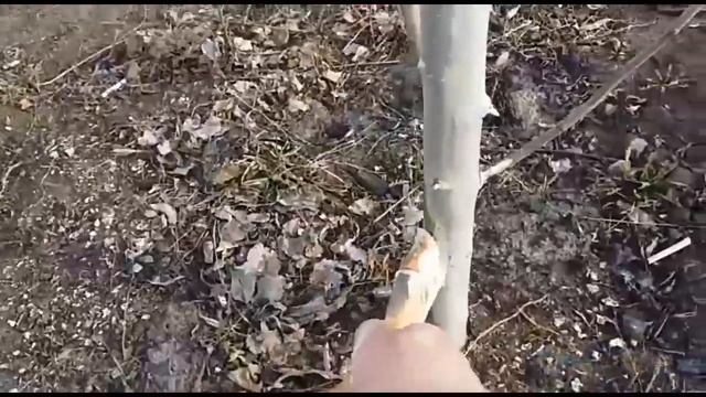 Как быстро покрасить известью яблоню!!! смотреть онлайн