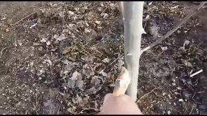 Как быстро покрасить известью яблоню!!!