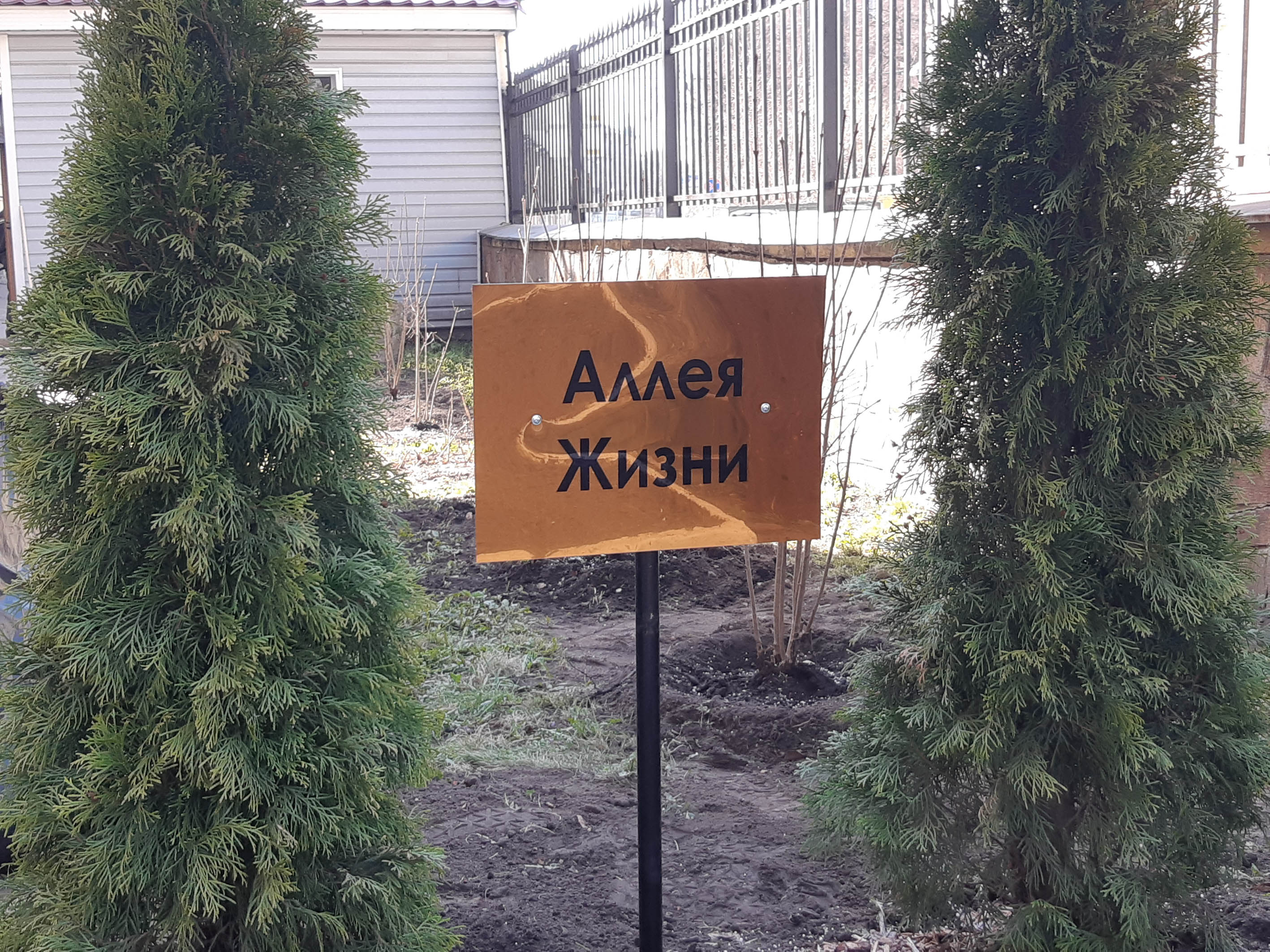 аллея жизни на пироговке. павловский парк тройная липовая аллея. аллея жизни первый мед. сокольники парк берёзовая аллея. аллея жизни строгино.