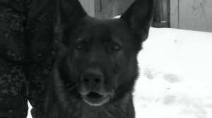 Документальный фильм - короткометражка