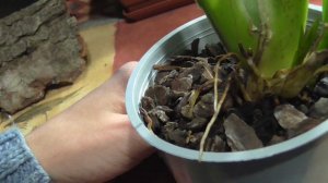 Почему сохнут псевдобульбы недавно купленной камбрии?