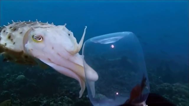 Каракатица – мастер маскировки и самый коварный хищник океана! смотреть онлайн