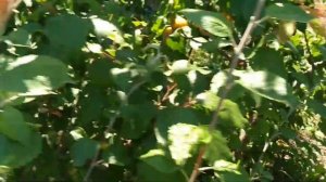 Абрикос-  Ананасный.