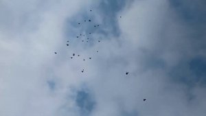 Летные Голуби В Чистом Небе Донецком.