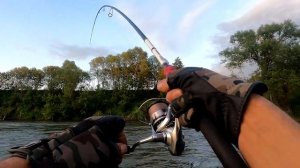 Рыбалка на Оке в забродниках по белому хищнику #ока #жерех