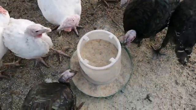 Фейс контроль для индюков смотреть онлайн