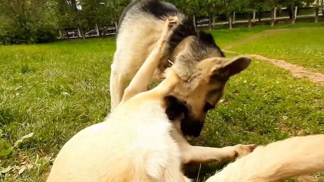 Щен Дарик кусается с лабрадором Бертой смотреть онлайн