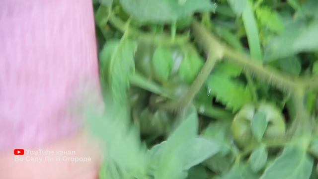 Уже едим все с грядки! Урожай в апреле.