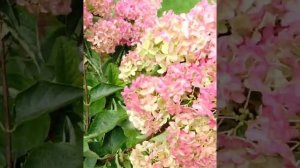 Гортензия Фрайз Мелба / Frise Melba на штамбе после урагана