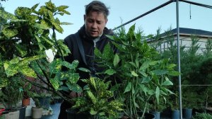 аукуба или золотой дерево