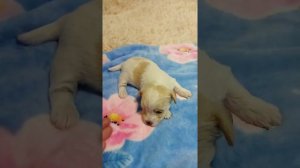 щеночки цветного Йорка 3 недели