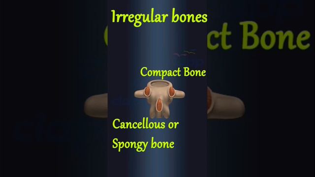 Type of bones - irregular bones #everyone