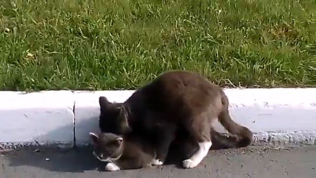 Что делают коты в свободное время? смотреть онлайн