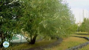 Видеопрогулка по ДЮССЕЛЬДОРФСКОМУ парку (Перервинский бульвар – Новомарьинская улица)