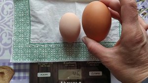 ? КАК СОЗДАТЬ КОМФОРТНЫЕ УСЛОВИЯ ДЛЯ ЦЫПЛЯТ/ДЕЛА ХОЗЯЙСКИЕ?