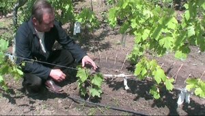 Формировка виноградного куста из одной почки