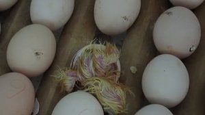 Цыпленок из яйца! Рождение цыпленка!