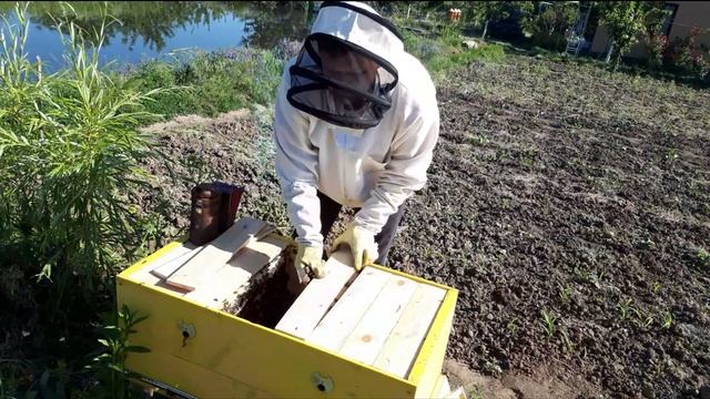 Методы расширения ульев лежаков. Сильные семьи. Что делать дальше? смотреть онлайн